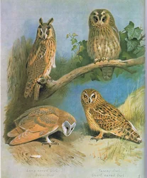Long Eared Owl, Barn Owl, Tawny Owl, Short Eared Owl